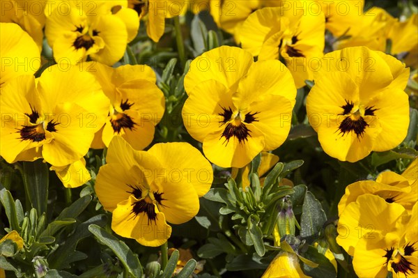 Horned pansies (Viola cornuta 'Twix Yellow with Eye')