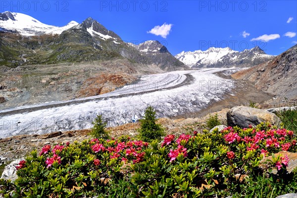 Great Aletsch Glacier