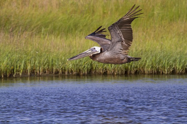 Brown Pelican (Pelecanus occidentalis) flying in the coastal swamp along the seashore