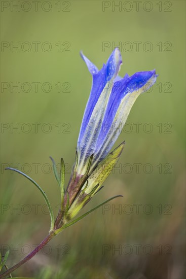 Marsh gentian (Gentiana pneumonanthe)