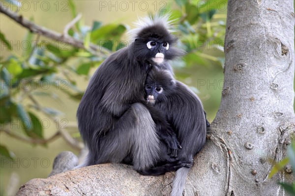 Dusky Leaf Monkeys or Southern Langurs (Trachypithecus obscurus)