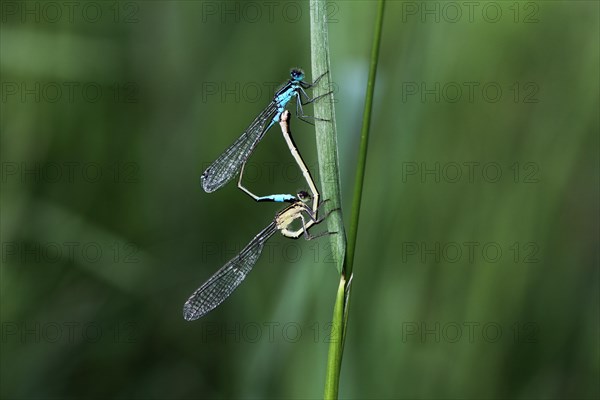 Blue-tailed Damselfly (Ischnura elegans)