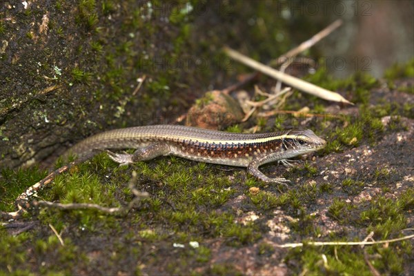 Girdled Lizard (Zonosaurus ssp.)