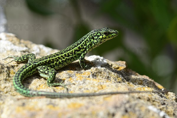 Tyrrhenian Wall Lizard (Podarcis Tiliguerta)