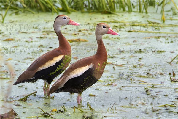A pair of Black-bellied Whistling Ducks (Dendrocygna autumnalis) in a swamp covered with duckweed