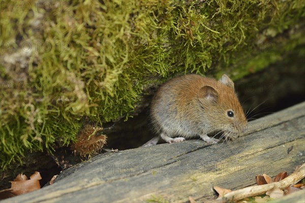 Bank vole (Myodes glareolus)