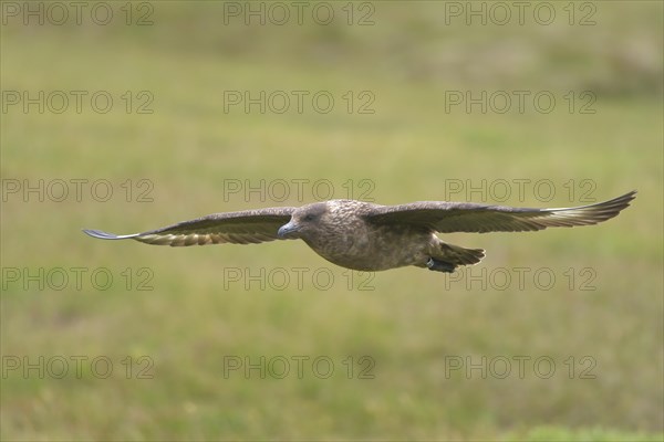 Great skua (Stercorarius skua) in flight