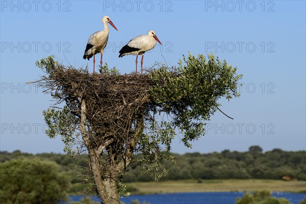 White storks (Ciconia ciconia)