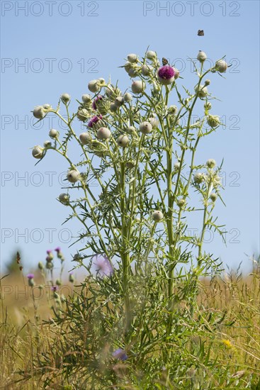 Woolly Thistle (Cirsium eriophorum)