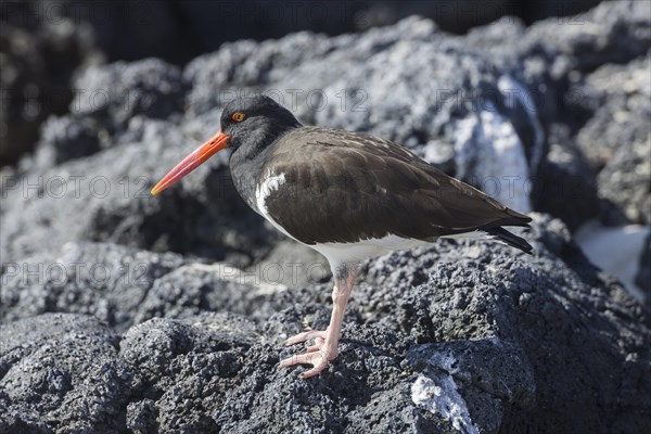 Galapagos Oystercatcher or Pied Oystercatcher (Haematopus palliatus galapagensis)