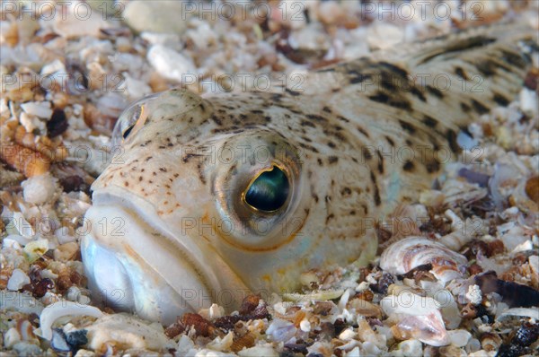 Greater Weever (Trachinus draco)