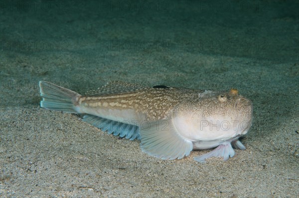 Atlantic Stargazer (Uranoscopus scaber)