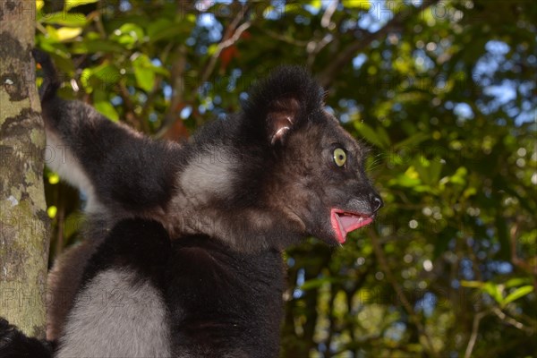 Indri (Indri indri) at his morning calls