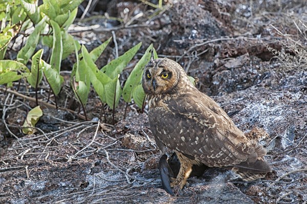 Galapagos Short-eared Owl (Asio flammeus galapagoensis)