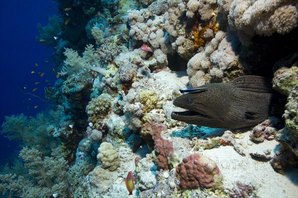 Giant Moray (Gymnothorax javanicus)