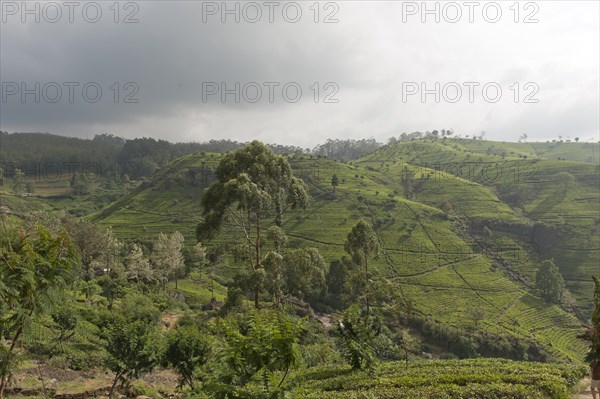 Tea plantation on a hill