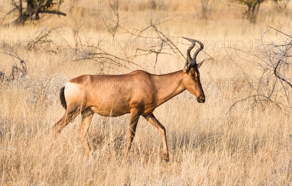 Hartebeest (Alcelaphus buselaphus)