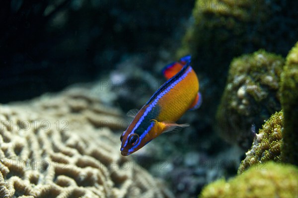 Neon Dottyback (Pseudochromis aldabraensis)