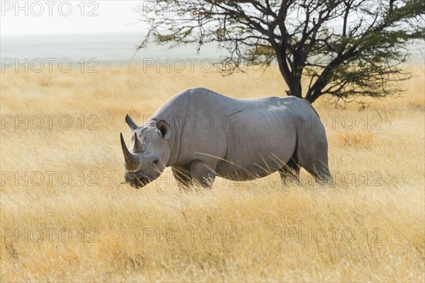 Black Rhino (Diceros bicornis) grazing at the edge of the Etosha Pan