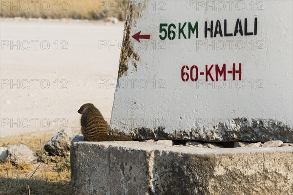 Banded mongoose (Mungos mungo) sitting next to a sign