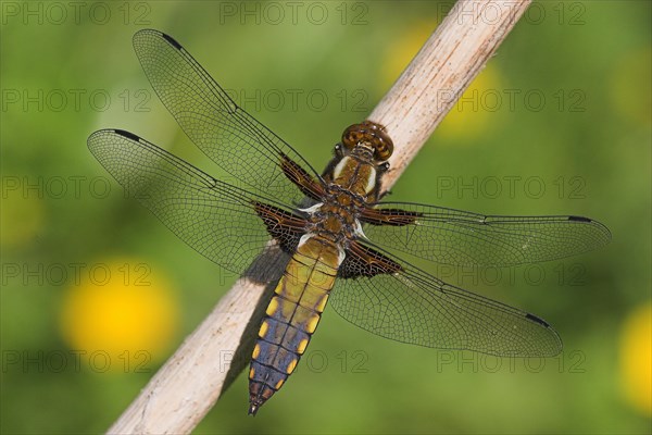 Broad-bodied Chaser or Broad-bodied Darter (Libellula depressa)