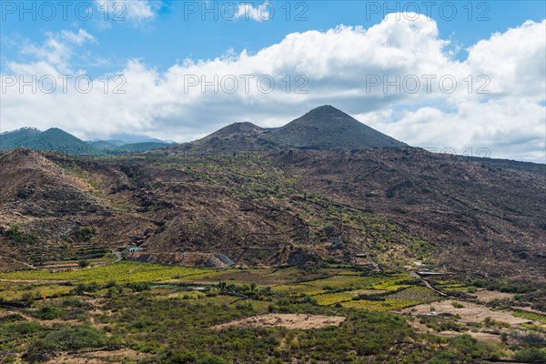 Plantations near Santiago del Teide