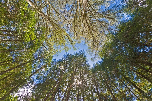 Canopy of giant Eucalyptus trees