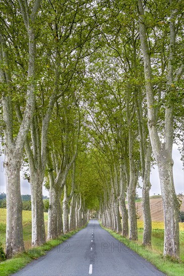 Plane trees (Platanus x acerifolia) along tree-lined road