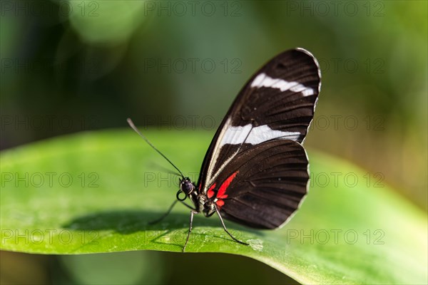 Cydno Longwing (Heliconius cydno) perched on a leaf