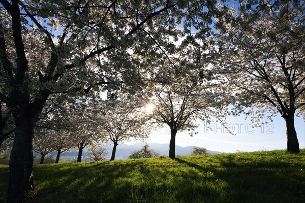 Cherry trees in full blossom