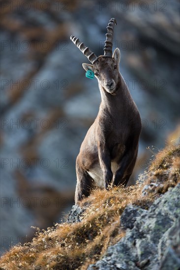 Alpine Ibex (Capra ibex)