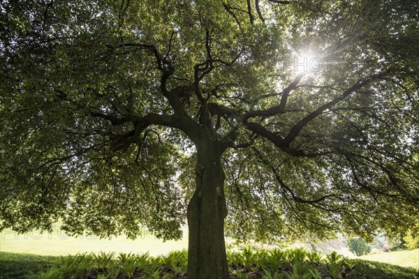 Very old Holm Oak (Quercus ilex)