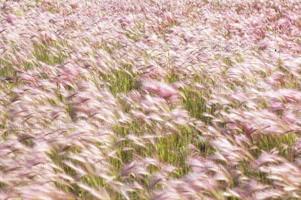 Foxtail Barley (Hordeum jubatum)