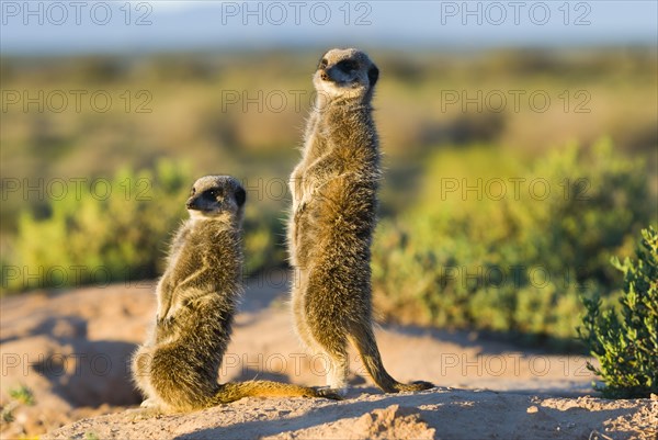 Meerkats (Suricata suricatta) in the morning light