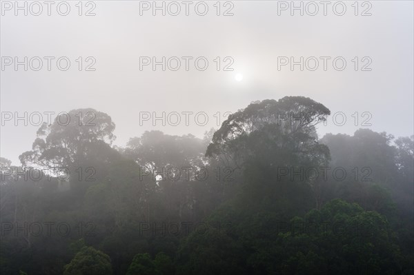 Jungle in the mist