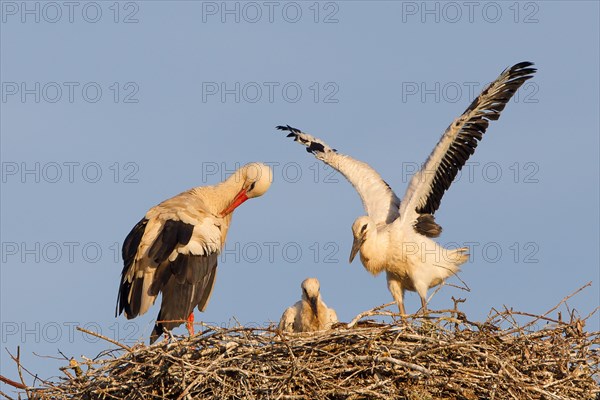 White Stork (Ciconia ciconia)