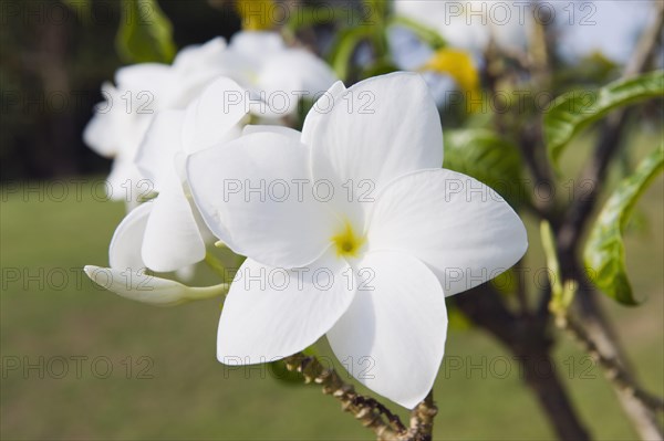 Frangipani flower (Plumeria)