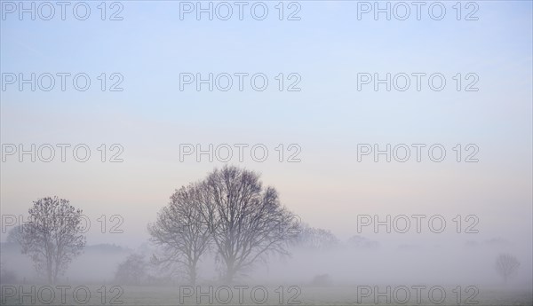 Trees in the fog