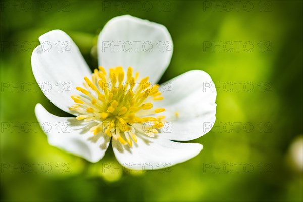 Clasping-leaf Buttercup (Ranunculus amplexicaulis)