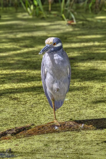 Yellow-crowned Night Heron (Nyctanassa violacea) in a swamp