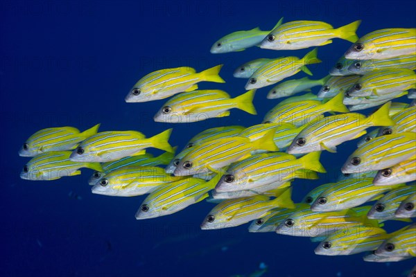 School of Bluestripe Snappers (Lutjanus kasmira)