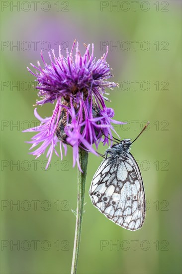 Marbled White (Melanargia galathea) on Brown Knapweed (Centaurea jacea)