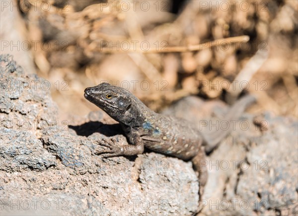 Tenerife Lizard (Gallotia galloti) basking on a rock