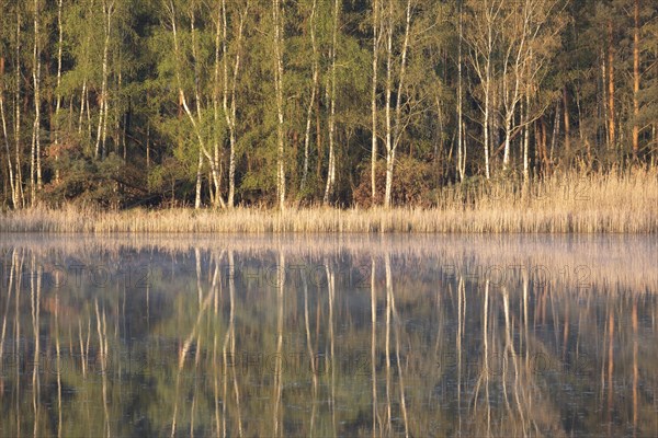 Trees reflected in the water in spring