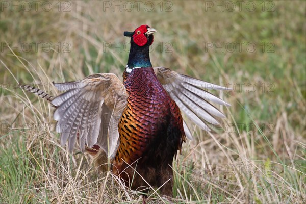 Pheasant (Phasianus colchicus)