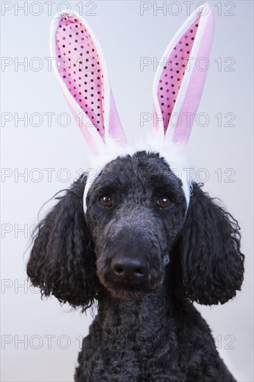 King Poodle dressed as an Easter bunny with pink bunny ears