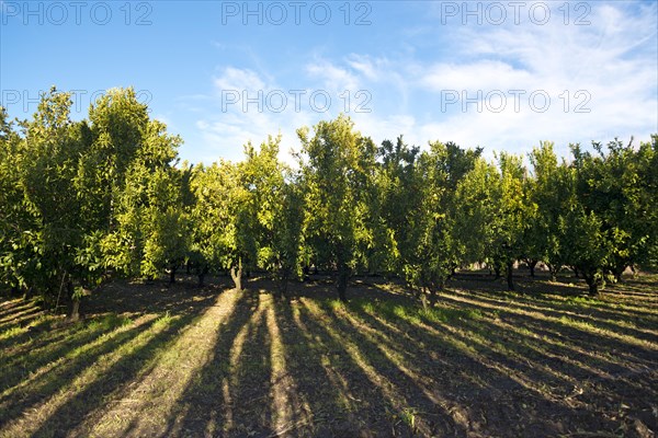 Mandarin (Citrus reticulata) orchard