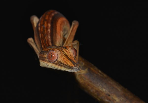 Lined Flat-tail Gecko or Lined Leaf-tail Gecko (Uroplatus lineatus)