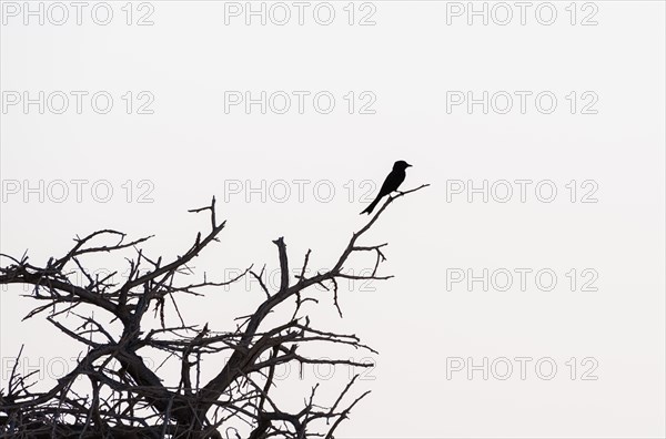 Fork-tailed Drongo (Dicrurus adsimilis) perched on a dry branch