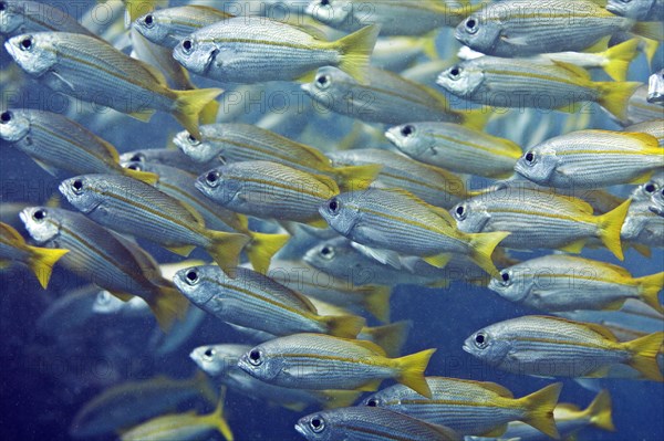 Bigeye Snapper (Lutjanus lutjanus)